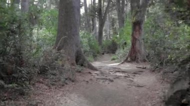 Villa La Angostura, Patagonya, Arjantin 'deki Arrayanes orman yolunda yürüyüş..