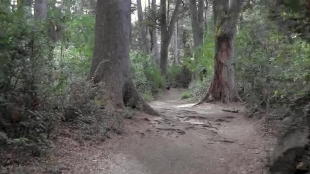 Wanderung Arrayanes Wald Villa Angostura Patagonien Argentinien — Stockvideo