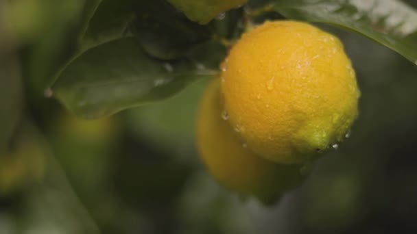 Detalhe Limoeiro Com Limões Maduros Prontos Para Colher Consumir — Vídeo de Stock