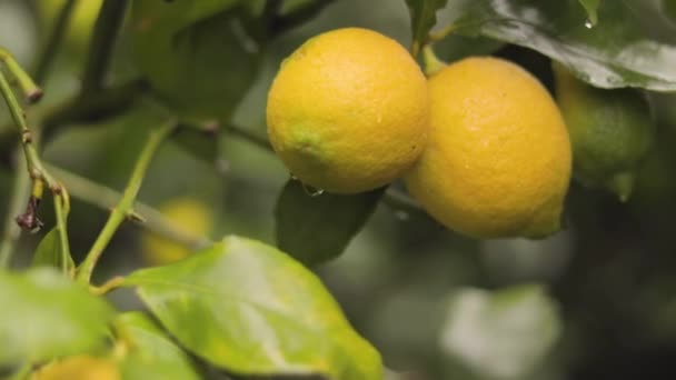 Dettaglio Albero Limoni Con Limoni Maturi Pronti Essere Raccolti Consumati — Video Stock
