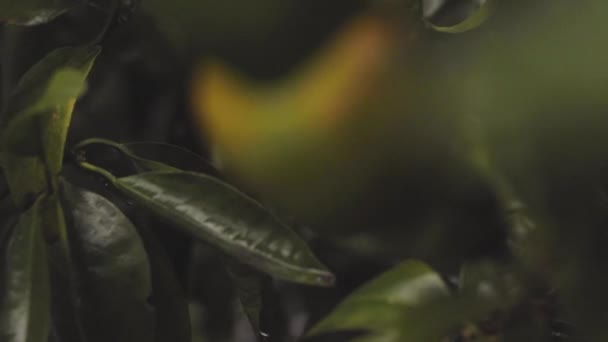 Detalj Mandarinträd Med Mogna Apelsinmandariner Redo Att Skörda Och Konsumera — Stockvideo