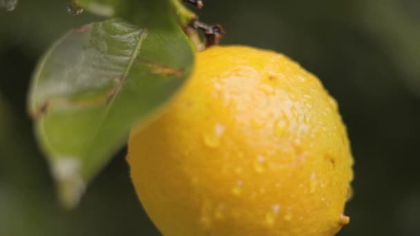 Деталь Лимонного Дерева Стиглими Лимонами Готовими Збору Споживання — стокове відео