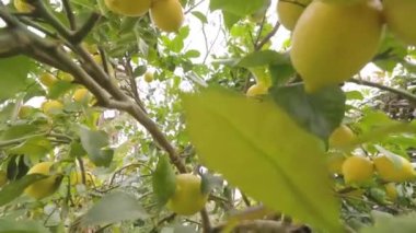 Olgun limonlu limon ağaçları hasat ve tüketmeye hazır..