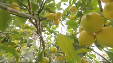 Olgun limonlu limon ağaçları hasat ve tüketmeye hazır..