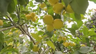 Olgun limonlu limon ağaçları hasat ve tüketmeye hazır..
