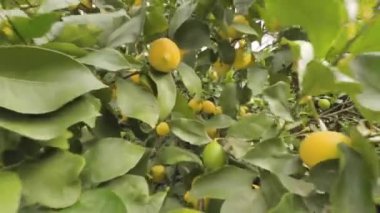 Olgun limonlu limon ağaçları hasat ve tüketmeye hazır..