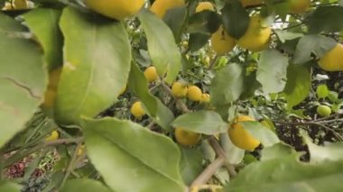 Olgun limonlu limon ağaçları hasat ve tüketmeye hazır..