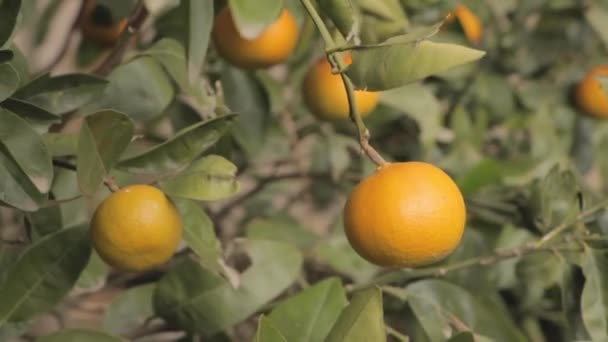 Detalle Del Árbol Mandarina Con Mandarinas Naranjas Maduras Listas Para — Vídeo de stock