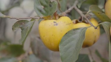Olgun bir Japon hurma ağacının dalında, yumuşak ışık ve çevresini çevreleyen yapraklarla doğal rengini ve dokusunu gösteren yakın plan. Tarım ve doğa temaları için ideal
