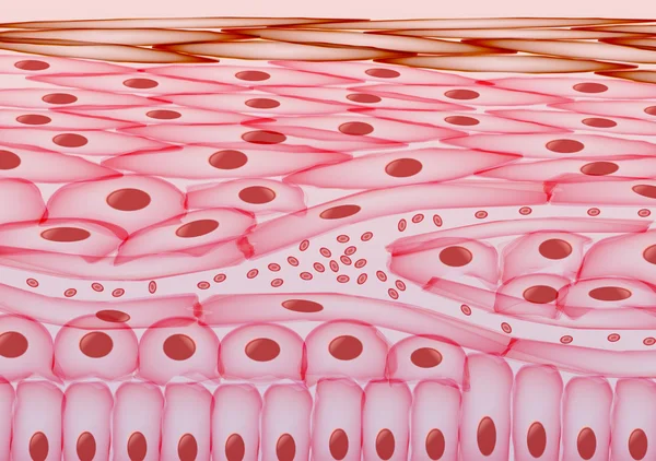 Sangre en las venas bajo las células de la piel, capas - Ilustración vectorial — Vector de stock