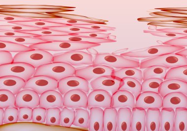 Skin Cell Damage, Layers - Vector Illustration clipart