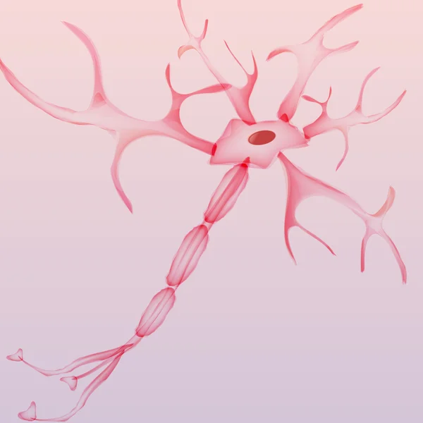 Neuron, Nervenzelle - Vektorillustration — Stockvektor