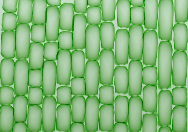Plant Cells,Tissue Pattern - Vector Illustration