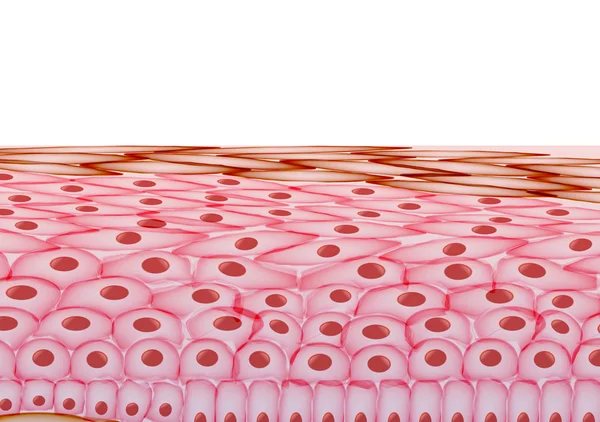 皮膚細胞、白い背景のベクトル図のレイヤー — ストックベクタ