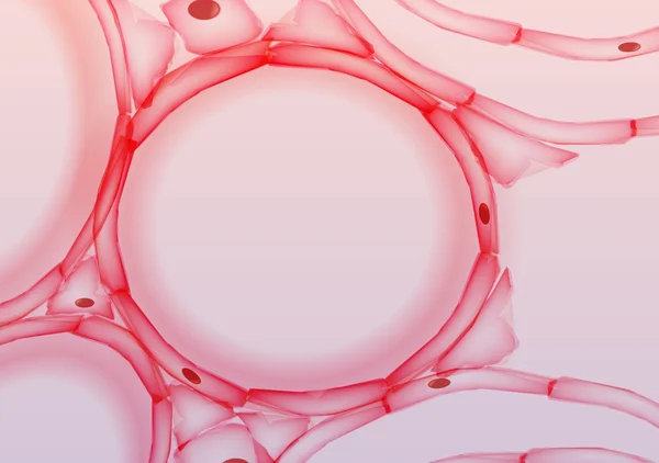 Alveoli in fetta di tessuto polmonare, sezione trasversale - Illustrazione vettoriale — Vettoriale Stock