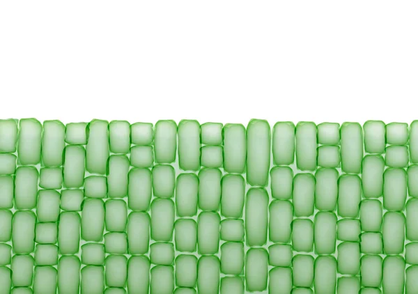 Células vegetales, patrón de tejido sobre fondo blanco - Ilustración vectorial — Vector de stock