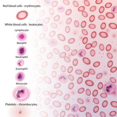 Blood Cell Type Descriptions - Vector Illustration clipart
