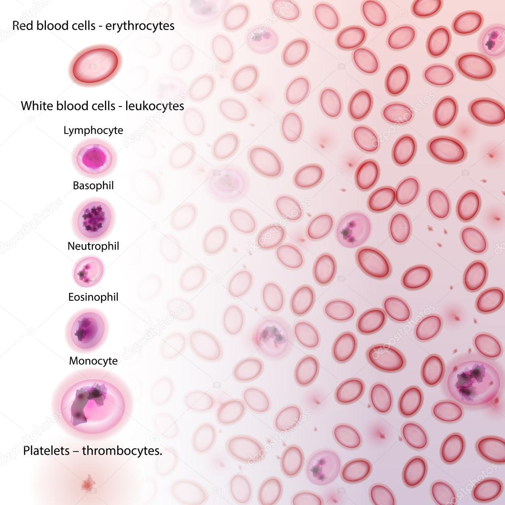 Blood Cell Type Descriptions - Vector Illustration