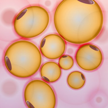 Adipose tissue, Fat Cells, Adipocytes - Vector Illustration clipart