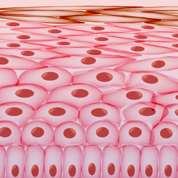 Cellules cutanées, couches - Illustration vectorielle — Image vectorielle
