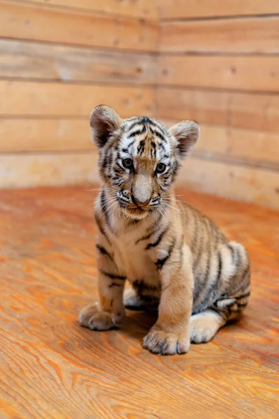 Porträtt av en liten tigerunge. Tigerns år — Stockfoto