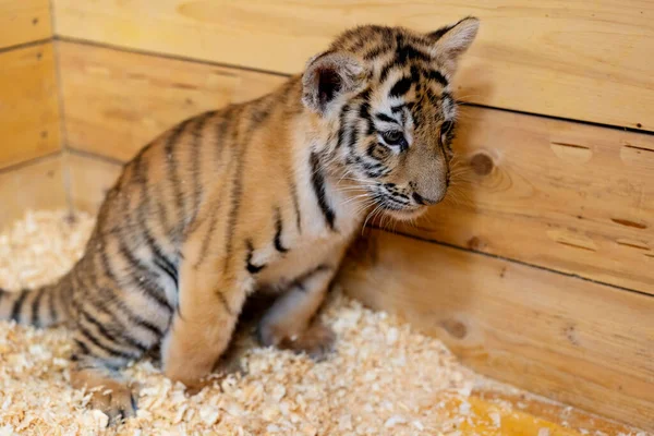 Portrait of a little tiger cub. Year of the tiger — Stock Photo, Image