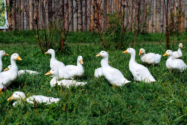 Una bandada de gansos. Los gansos blancos y grises van en una multitud a pastar en la hierba. Pequeña granja de ganso casero. Gansos bebé — Foto de Stock