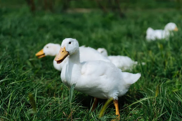 Una bandada de gansos. Los gansos blancos y grises van en una multitud a pastar en la hierba. Pequeña granja de ganso casero. — Foto de Stock