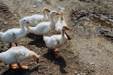 Bir kaz sürüsü. Beyaz ve gri evcil kazlar otlamak için kalabalığa karışıyor. Küçük ev kaz çiftliği. Bebek Kazlar