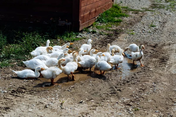 Una bandada de gansos. Los gansos blancos y grises van en una multitud a pastar en la hierba. Pequeña granja de ganso casero. Gansos bebé — Foto de Stock