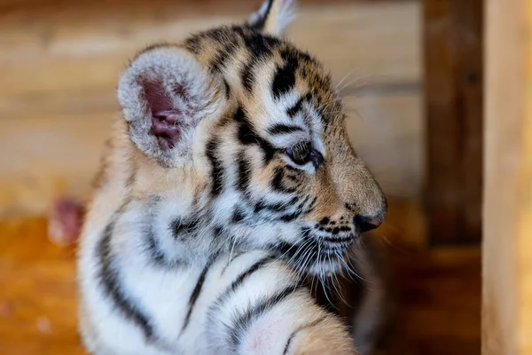 Porträtt av en liten tigerunge. Tigerns år — Stockfoto