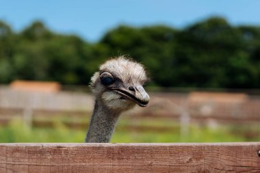 Devekuşu closeup açık havada baş