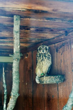 Çitin üstünde Vahşi Kısa Kulaklı Baykuş, Asio Flammeus