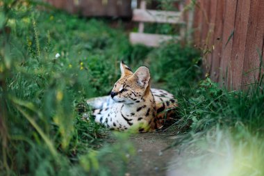 Leptailurus serval otların üzerinde dinleniyor.