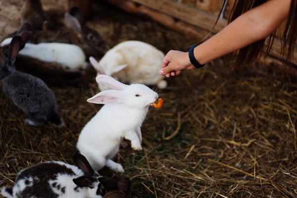 Mulher mão alimentar close up cinza-marrom bebê coelhos de 3 meses de idade — Fotografia de Stock