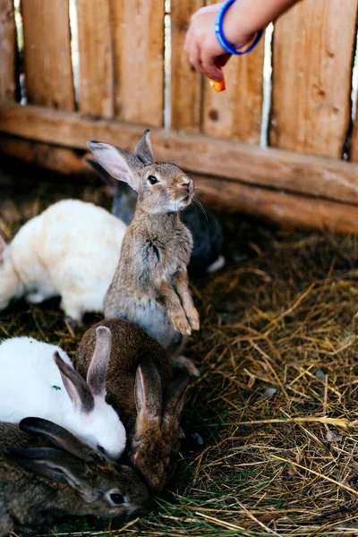 Mulher mão alimentar close-up de coelhos cinza-marrom 3 meses de idade. O coelho está em suas patas traseiras — Fotografia de Stock