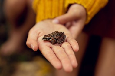 Bir elin üzerinde oturan küçük kahverengi bir kurbağa resmi..