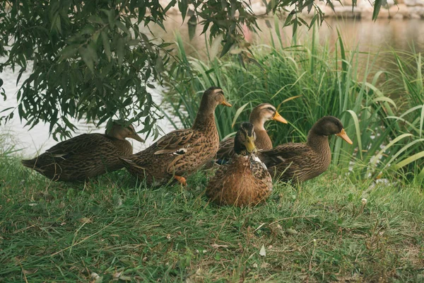 Lote de patos-reais em uma grama verde perto da água. — Fotografia de Stock