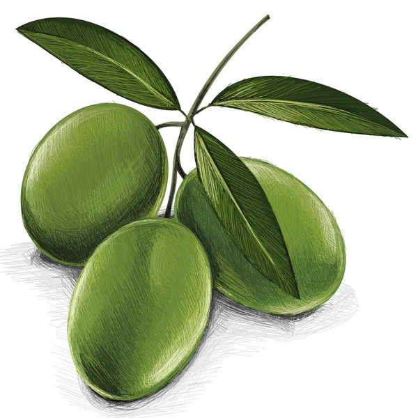 Зеленые оливки — стоковый вектор