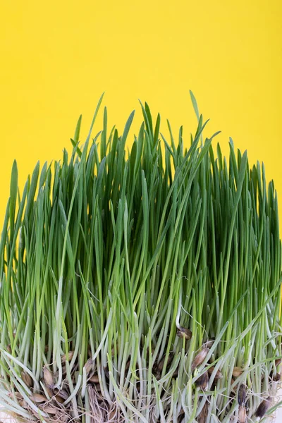 Sprouting Grãos Aveia Crescendo Grama Verde Fresco Adequado Para Animais — Fotografia de Stock