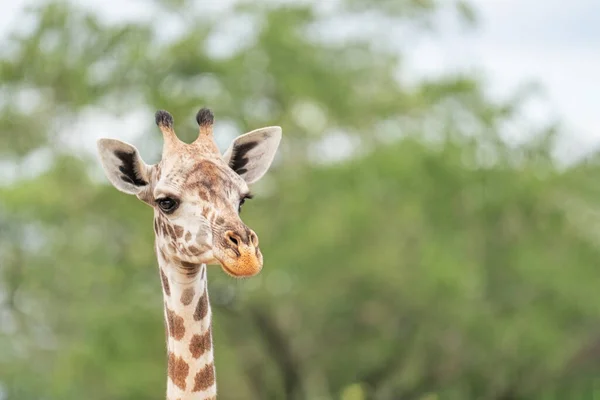 Gesichtsporträt Des Südafrikanischen Giraffensäugetiers Dem Größten Lebenden Landtier Mit Extrem — Stockfoto