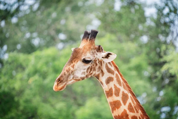 Zvířecí Hlava Portrét Jihoafrické Žirafy Savec Nejvyšší Žijící Suchozemské Zvíře — Stock fotografie