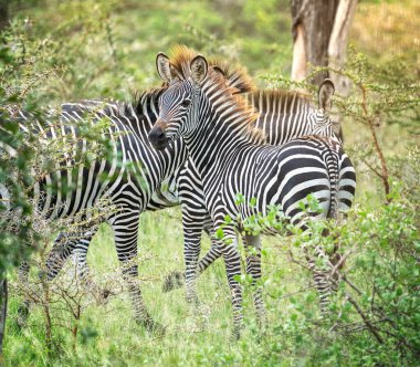 South African graceful zebras with black-and-white striped coats standing at a sunny day in green bushes of savannah at rainy season in selous game reserve protected area. Horizontal image clipart