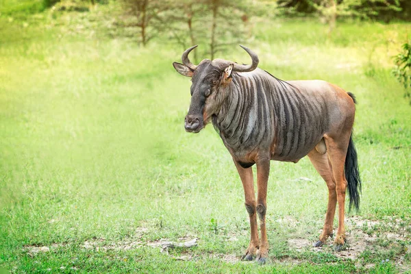 Antilope Gnous Afrique Sud Cornu Brun Grisâtre Également Appelé Gnu — Photo