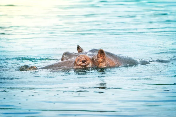 Single animal head portrait of gray color hippopotamus also called the hippo peacefully resting in blue water of a lake at sunny day at savannah and looking straight into camera. Horizontal image