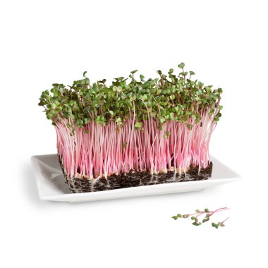 Yenilebilir taze mikroyeşillikler ya da sebze turpları besin takviyesi ile besin değeri yüksek vitamin ve besin maddelerini tabakta beyaz arka planda izole edilmiş toprakla birlikte içerir.
