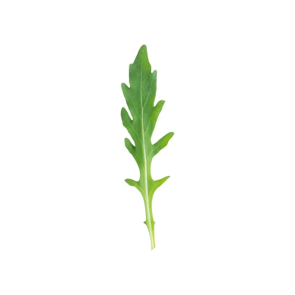 Single Leaf Organic Green Rocket Arugula Edible Annual Plant Used — Stock Photo, Image