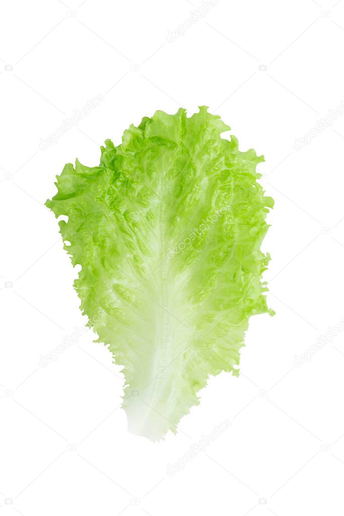 Organic lettuce green leaf vegetable used for salads, sandwiches and wraps as sourse of vitamins, folate and iron good for vegan and vegetarian nutrition isolated on white background