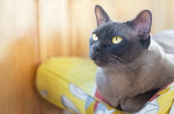 Retrato Gato Birmanês Raça Pura Doméstico Cor Chocolate Marrom Com — Fotografia de Stock