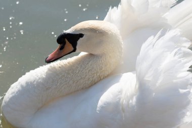 Göldeki zarif Dilsiz Kuğu